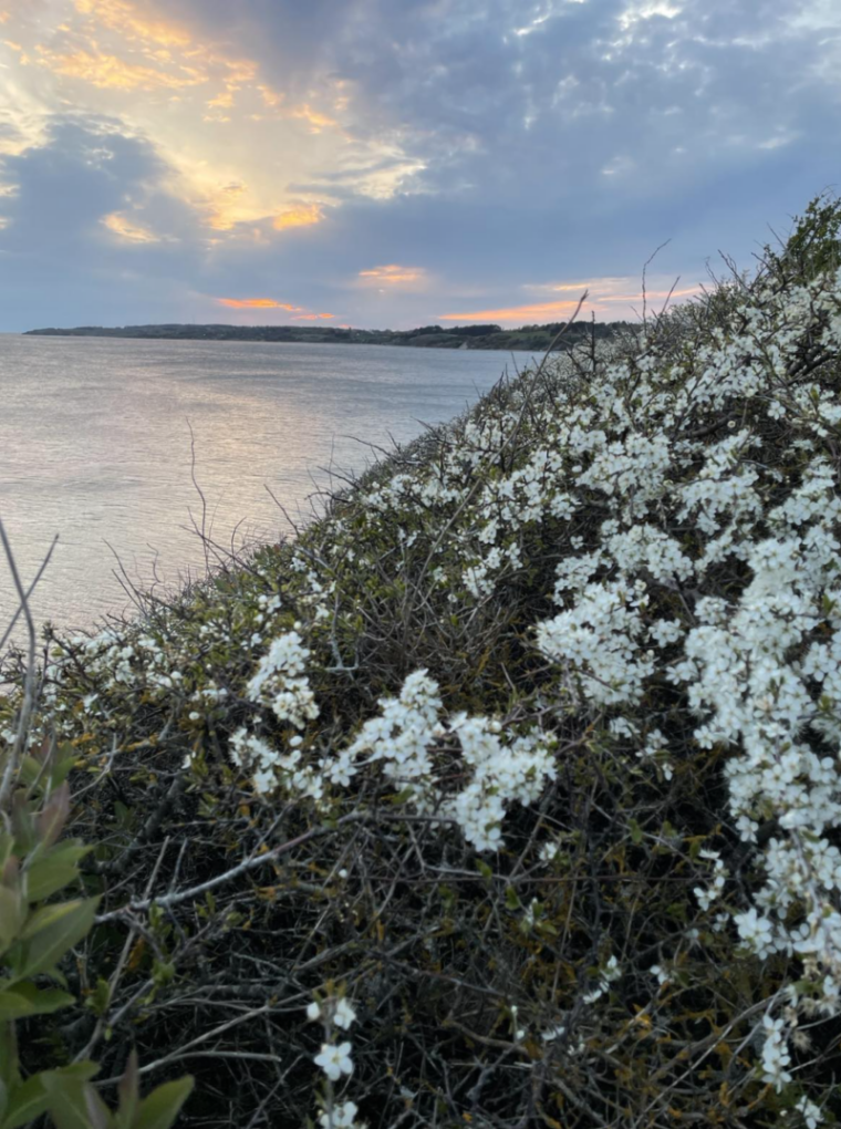 Naturskønne Røsnæs
